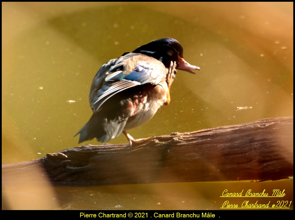 Parc Michel Chartrand . Canar329