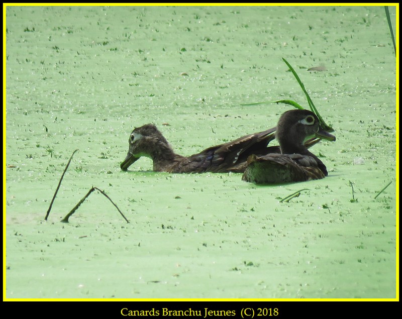 À la Pointe Aux Prairies ce Midi. Canard27