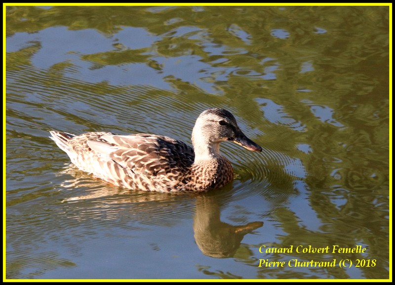 Anjou sur le Lac Canard29