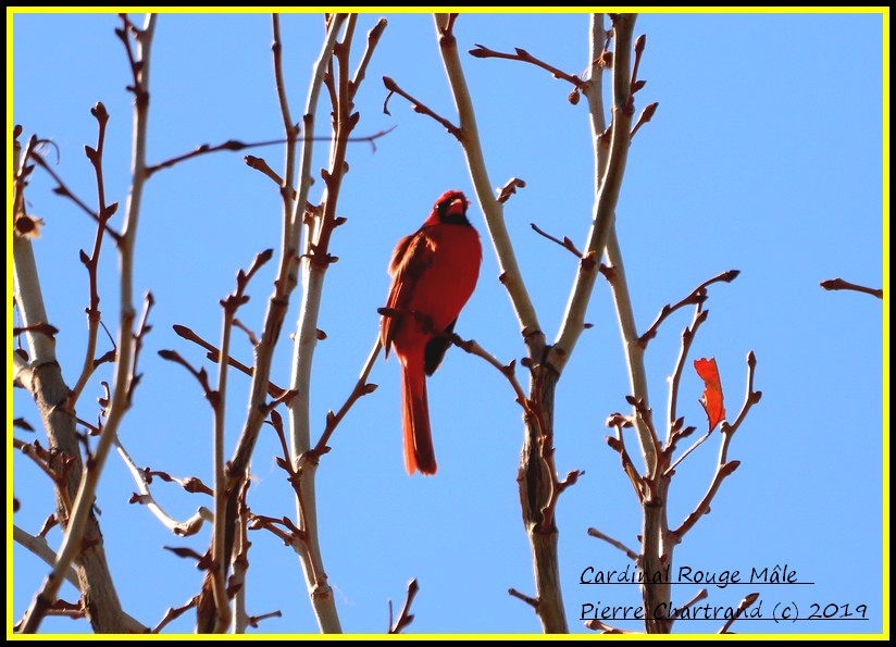 22 Avril 2019 Petite marche au jardin Botanique Cardin52