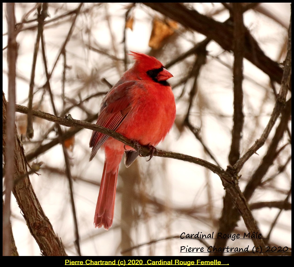 5 Février 2020 . Parc Nature . Cardin79