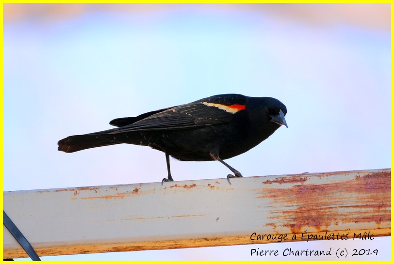 22 Avril 2019 Petite marche au jardin Botanique Caroug28