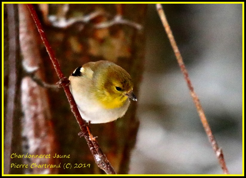 Jeudi a L'Arboretum Stephen Langevin  Chardo15