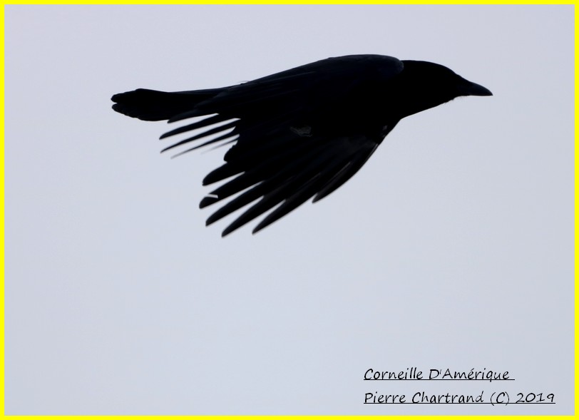 Sortie dans Lanaudière Cornei10