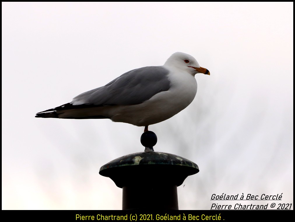 Anjou sur Le Lac . Gozol132