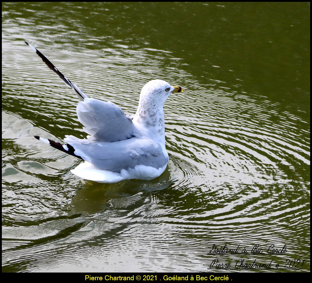 Parc Anjou-sur-le-lac . Gozol136
