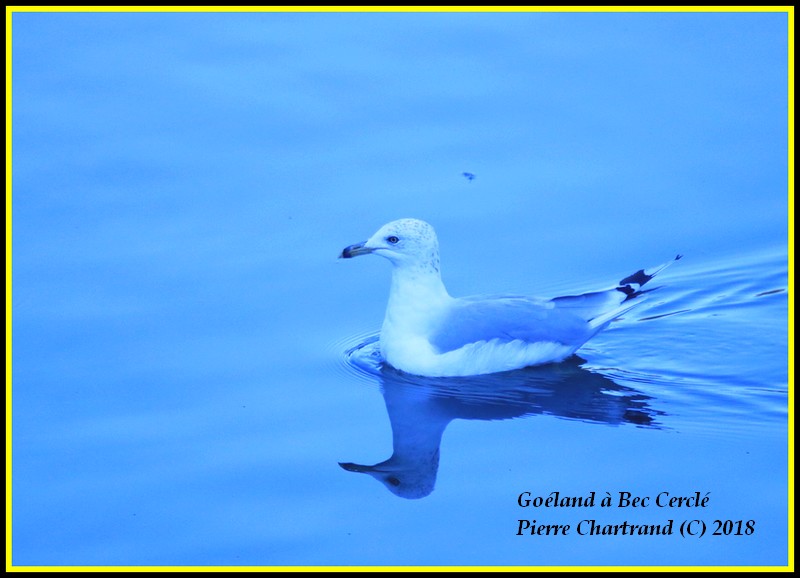 Anjou sur le Lac Gozola24