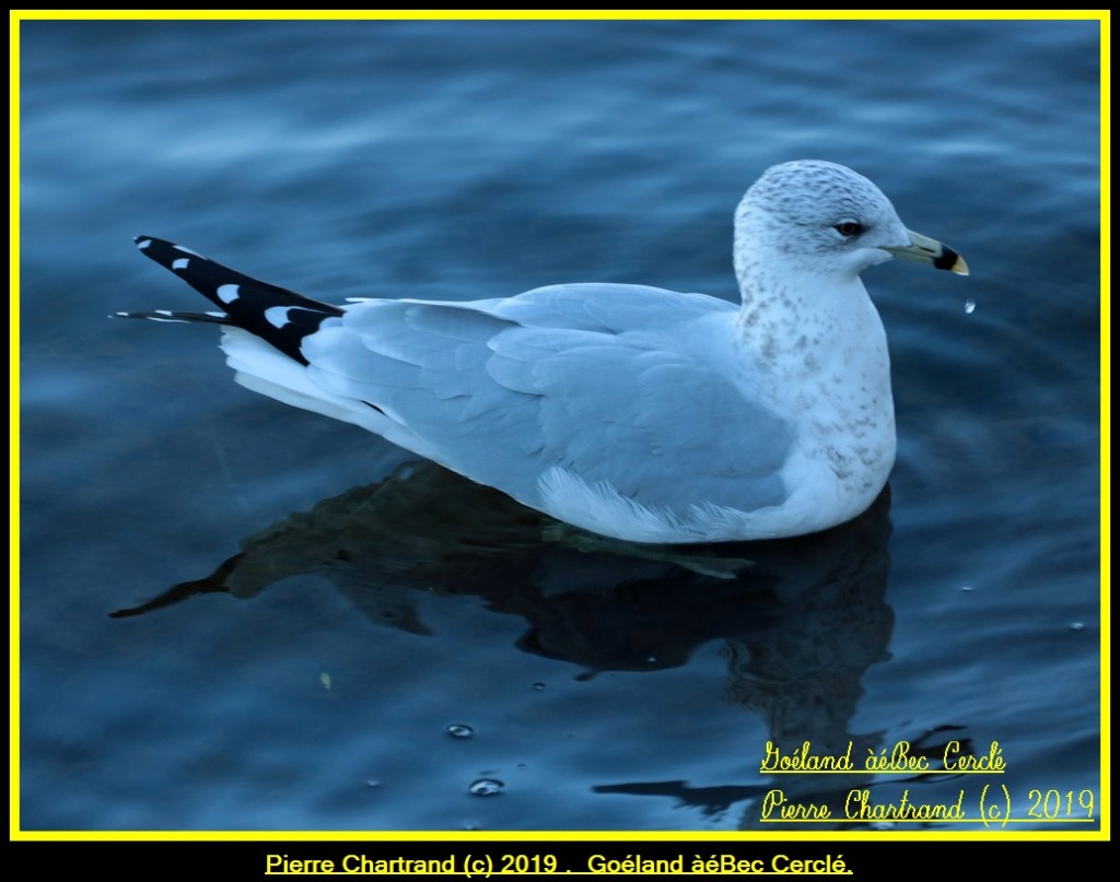 26 Octobre Autour du Bassin de Chambly . Gozola92