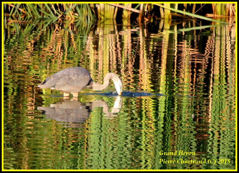 Anjou sur le Lac Grand_17