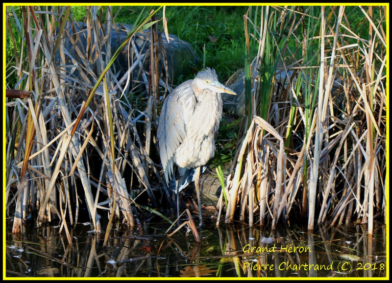 Parc Michel Chartrand Ce Matin 2 Grand_18