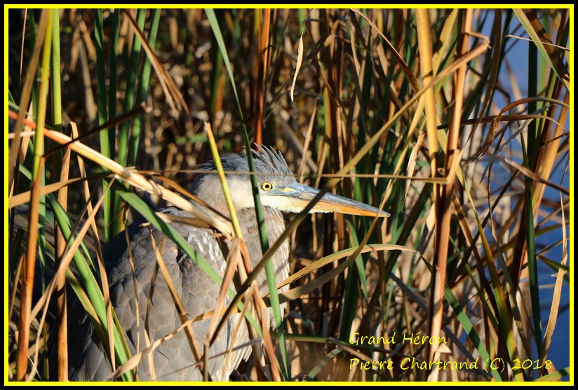 Parc Michel Chartrand Ce Matin 2 Grand_20