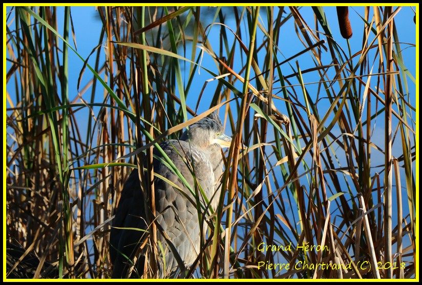 Parc Michel Chartrand Ce Matin 2 Grand_22