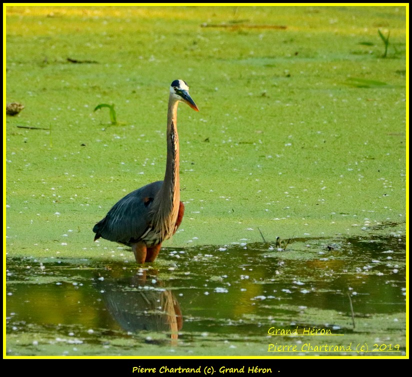 Mardi 16 Juillet . Grand_35