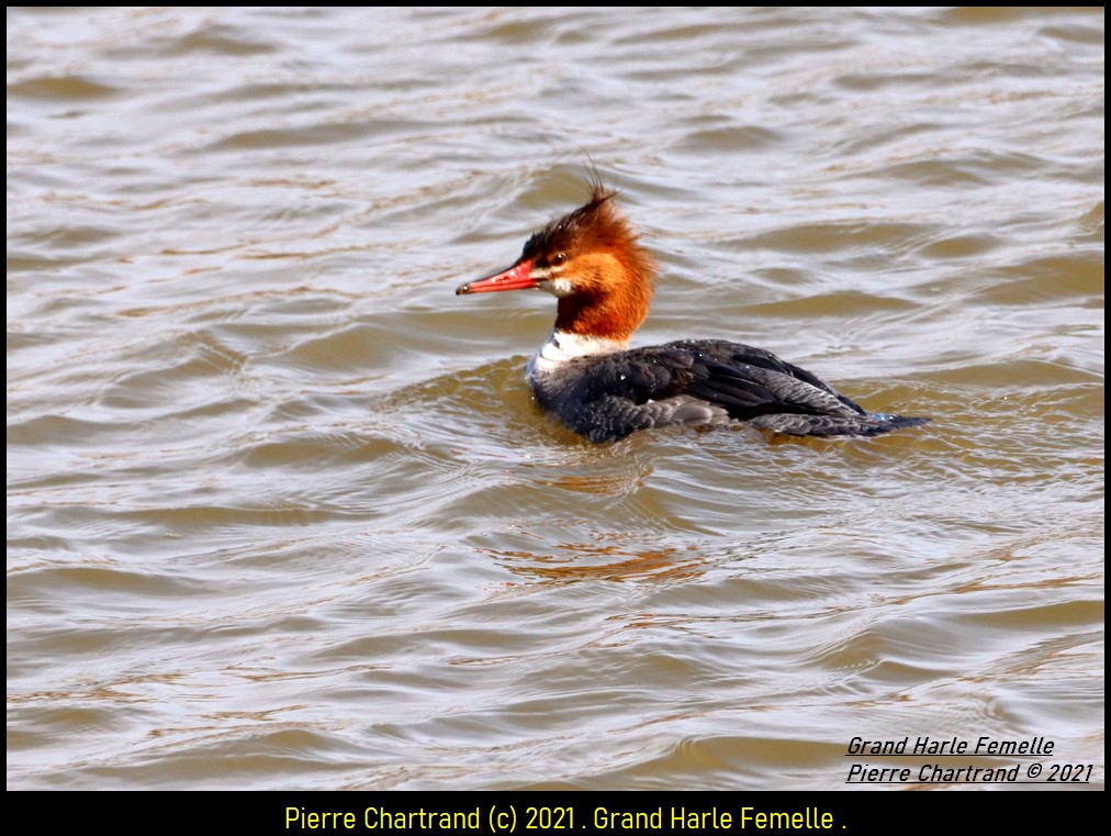 Parc de La Nature Strasbourg . Grand_70