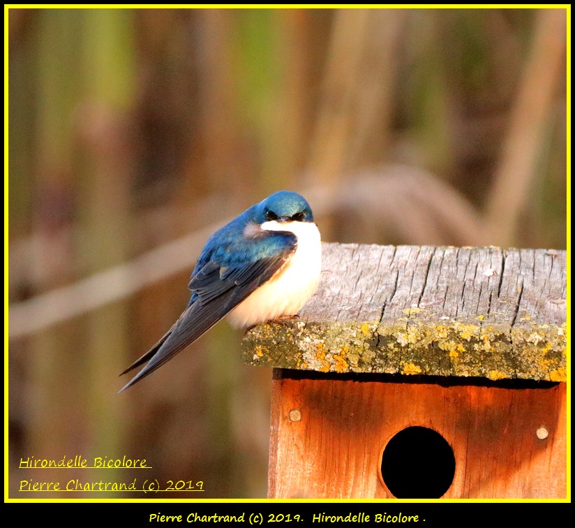 Ce Matin de Nouveau Au Jardin Botatique 27 Mai . Hirond31