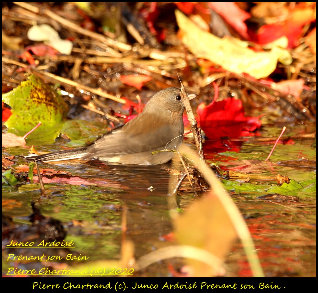 Parc Armand Bombardier . Junco_23