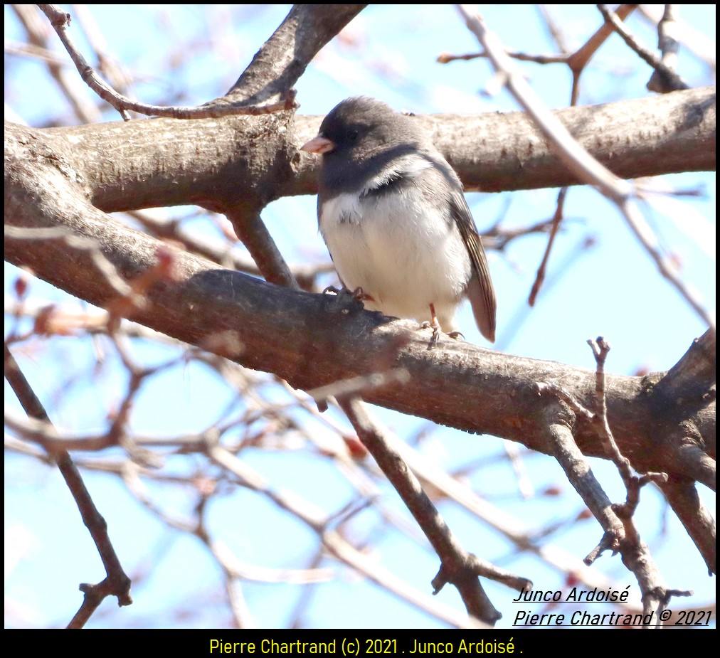 Jardin Botanique . Junco_27