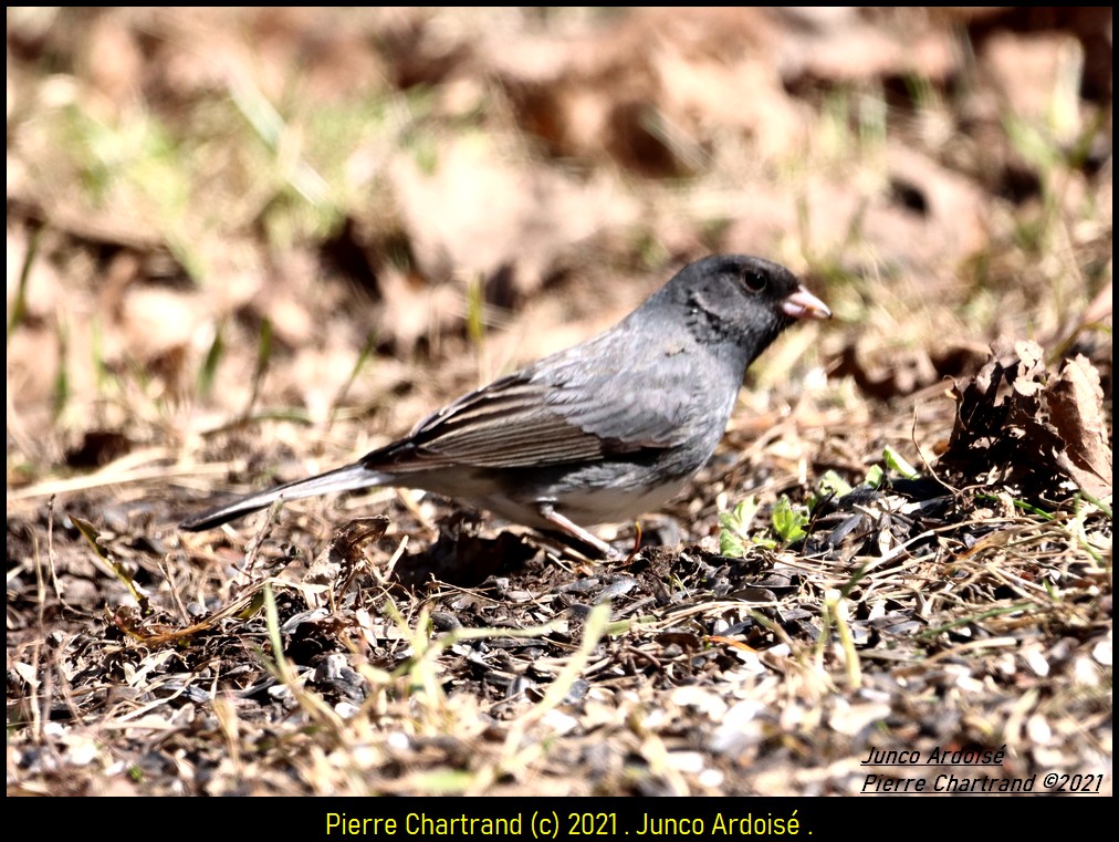 Jardin Botanique . Junco_28