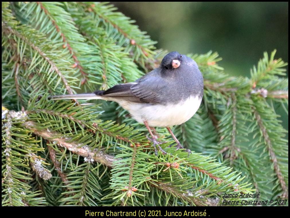 Jardin Botanique . Junco_29