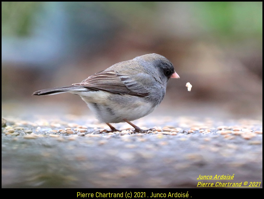 Montréal , 5 Mai 2021 . Junco_36