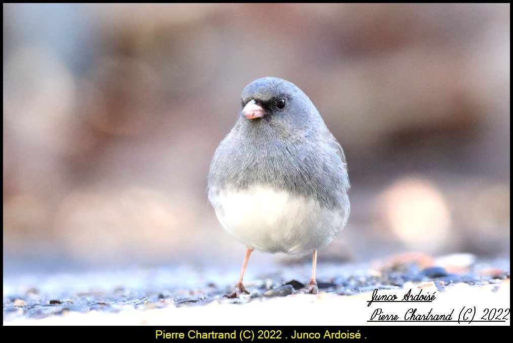 MONTRÉAL , Vendredi 15 Avril 2022 . Junco_52