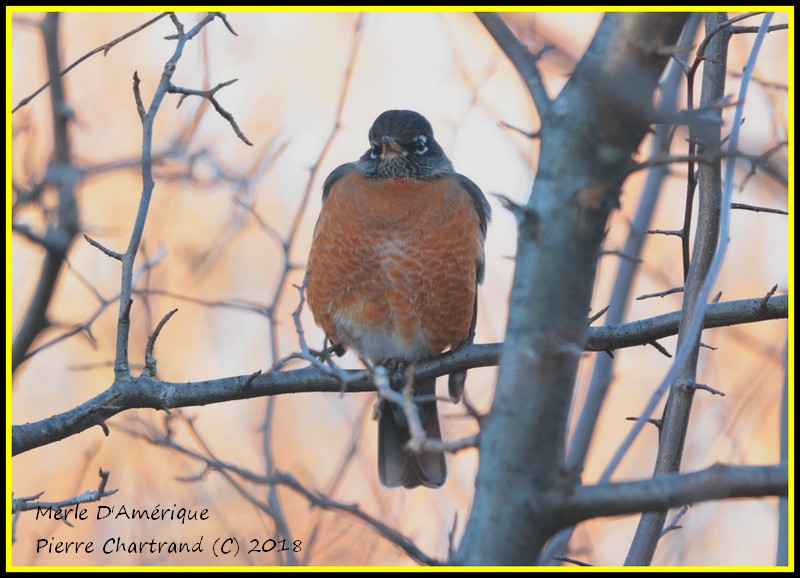 Ce Matin à L'Arboretum Stephen Langevin . Merle_21