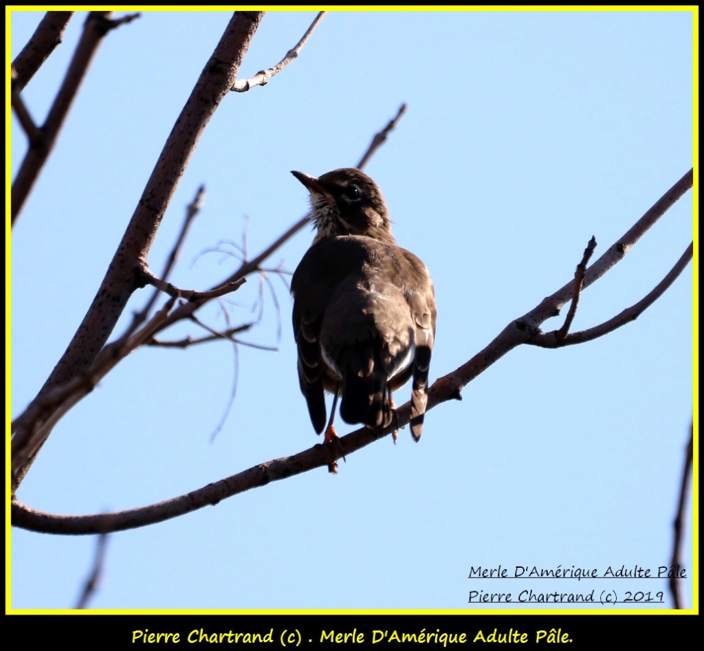 Parc de La Nature Strasbourg  Merle_85