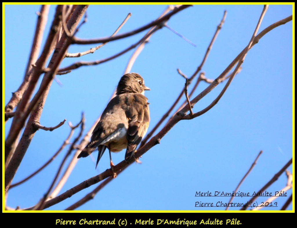 Parc de La Nature Strasbourg  Merle_86