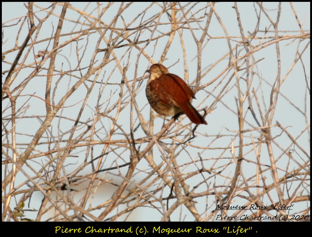 Parc de La Nature Strasbourg . Moqueu22