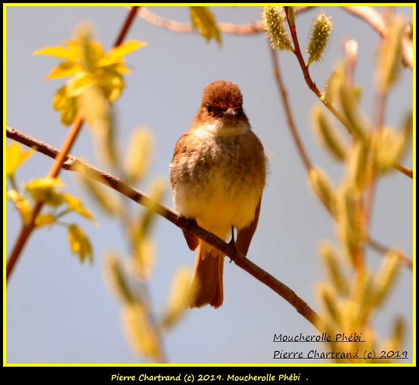 Mercredi ,08-mai 2019 Mouche13