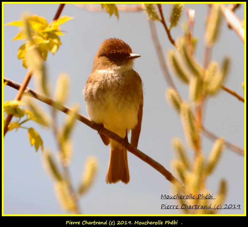 Mercredi ,08-mai 2019 Mouche14