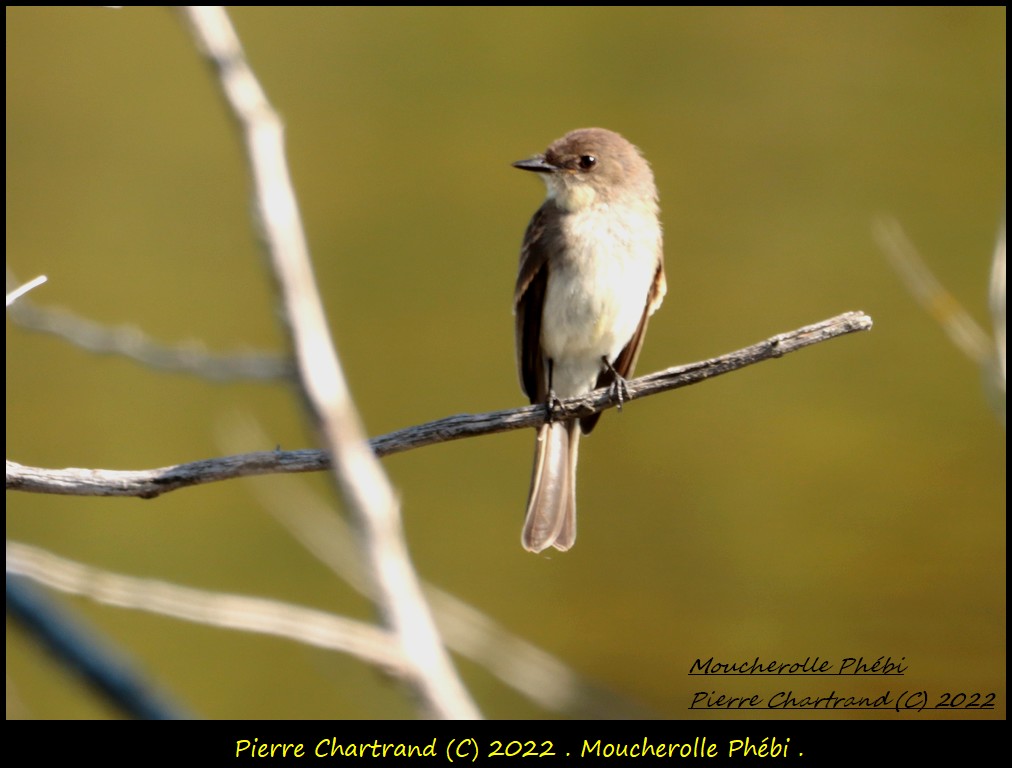 Réserve Naturelle Léon Provencher . Mouche63