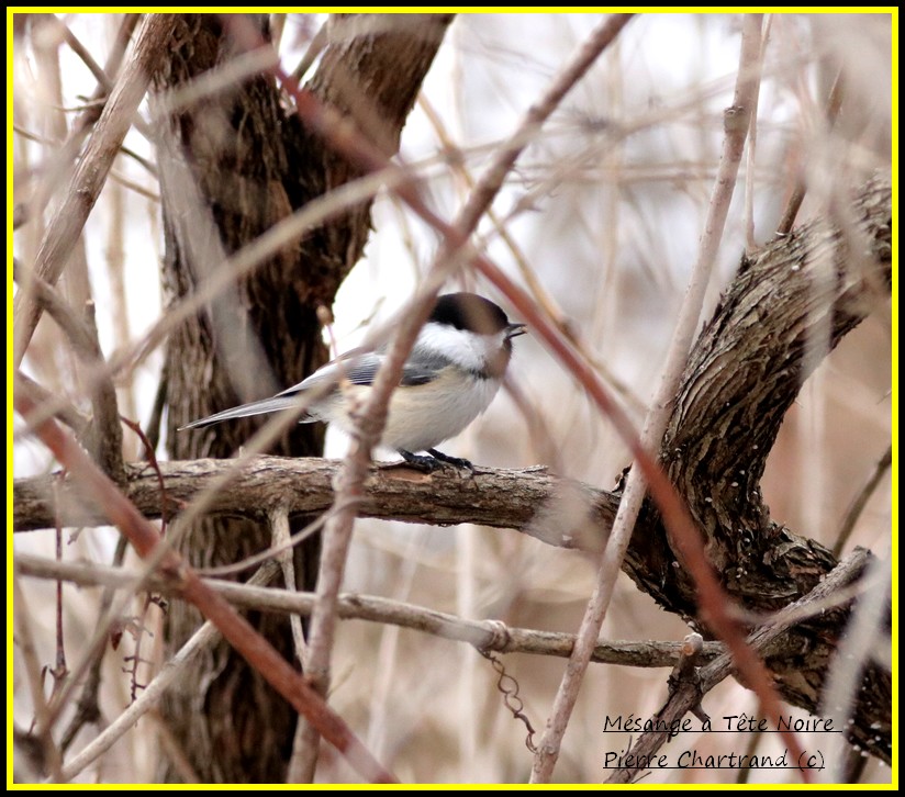 À Charlemagne et au Parc Nature Pointe aux Prairies . Mzosan30