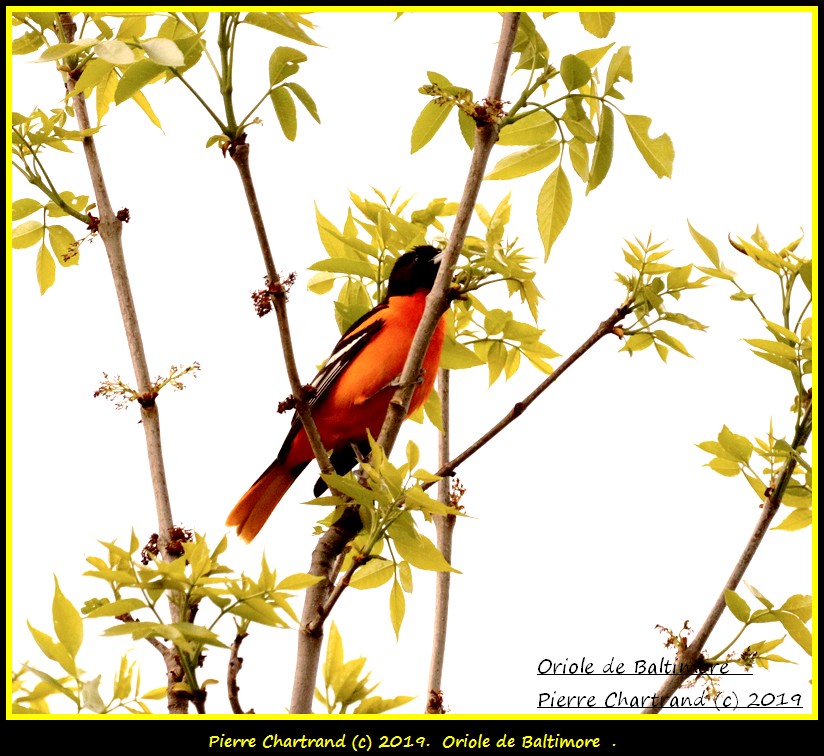 Parc Michel Chartrand , Oriole21