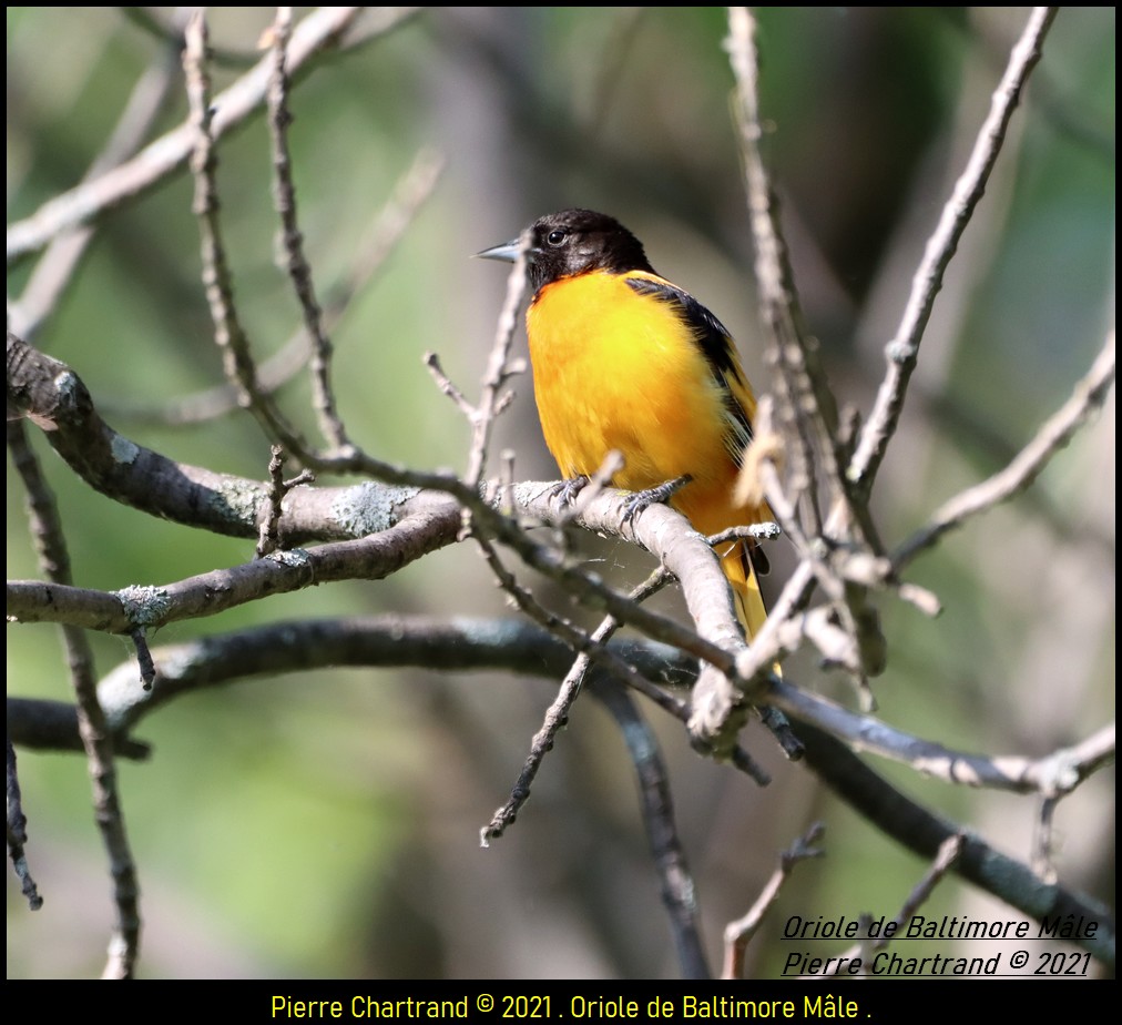 La Frayère . Oriole26