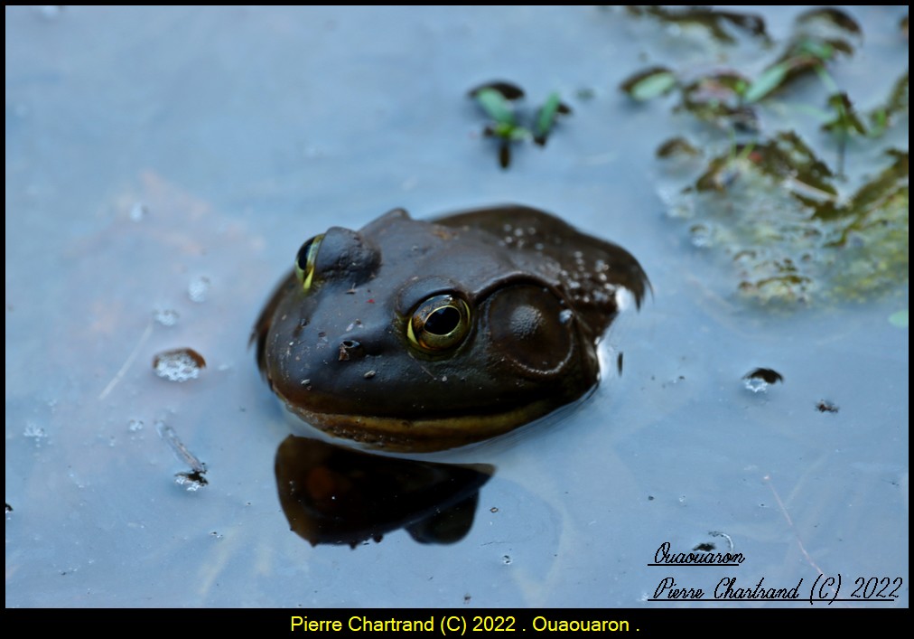 Visite au Marais de La Rivière aux Cerises . Ouaoua12