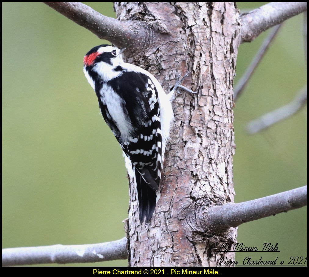 Parc Nature Pointe Aux Prairies , Secteur Marais . Pic_m101