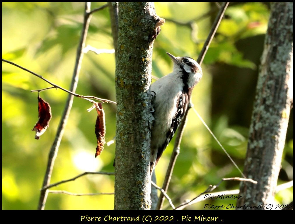 Parc Nature de la Pointe aux Prairies . Pic_m122