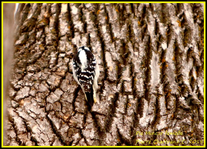 Au Jardin Botanique  Pic_mi10