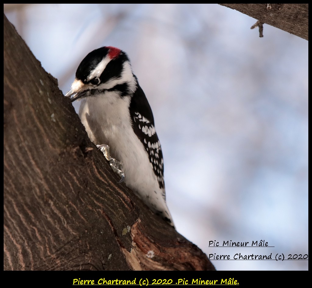 Arboretum Stephen Langevin . Pic_mi64