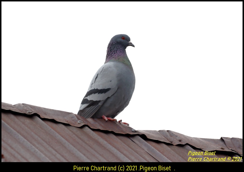 Mirabel , 04-04-2021. Pigeon18