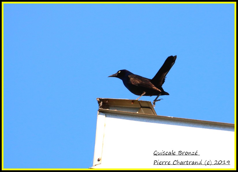 22 Avril 2019 Petite marche au jardin Botanique Quisca15
