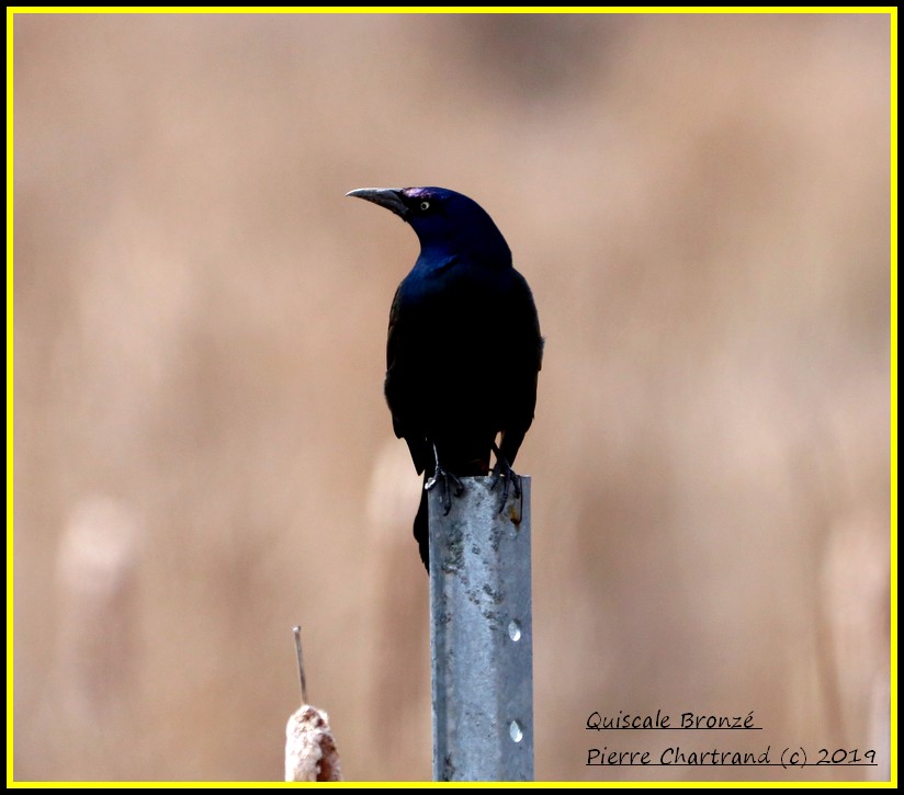 Sortie mardi 23-04-2019 Quisca16