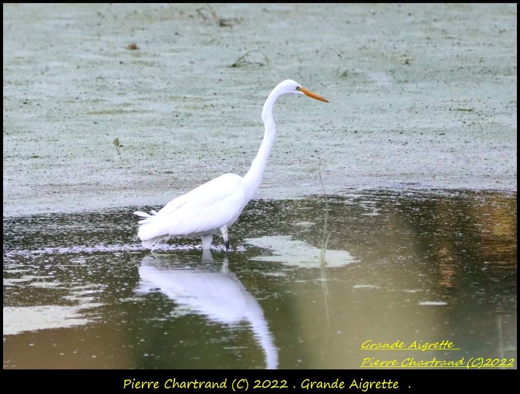 Parc des Voiles.  Recei248