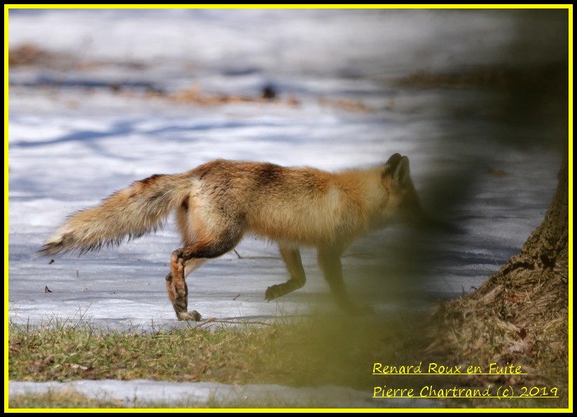 Jeudi 4 avril au Jardin Botanique . Renard10