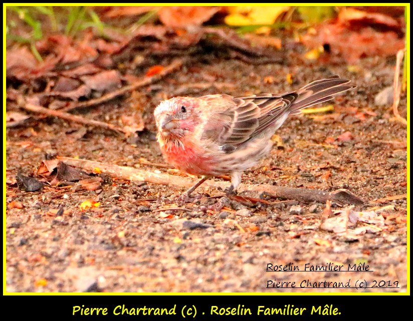 Ce Matin 31 août au Jardin Botanique . Roseli20