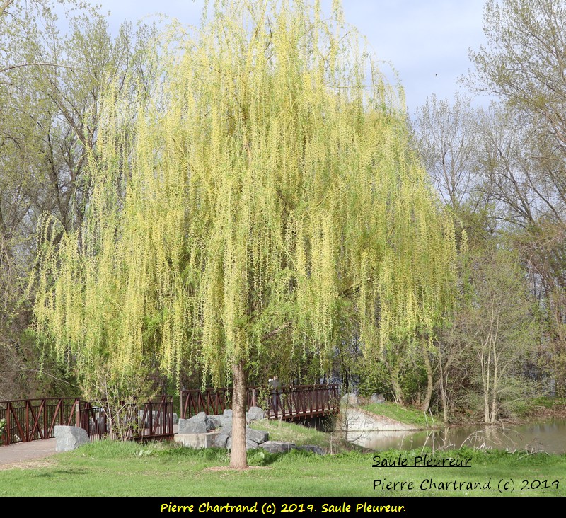 Samedi ,18 mai . Sortie Double . Saule_11