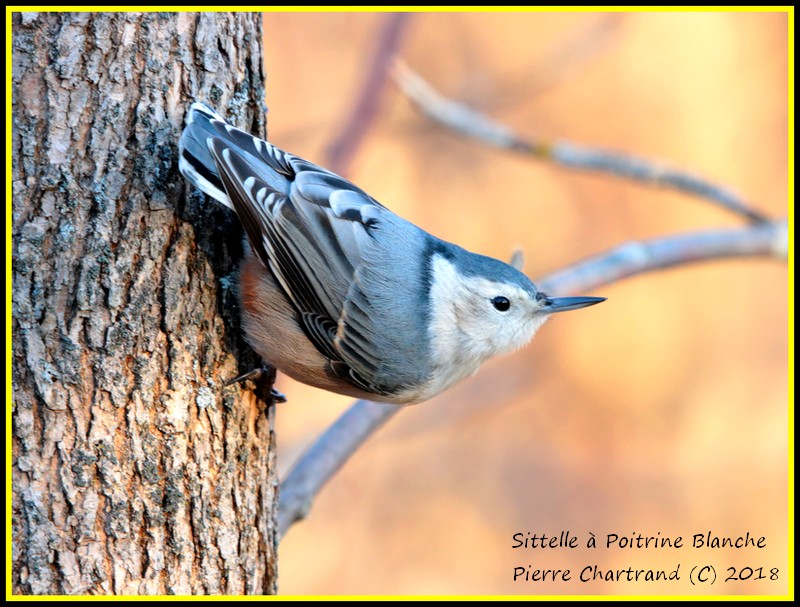Ce Matin à L'Arboretum Stephen Langevin . Sittel12