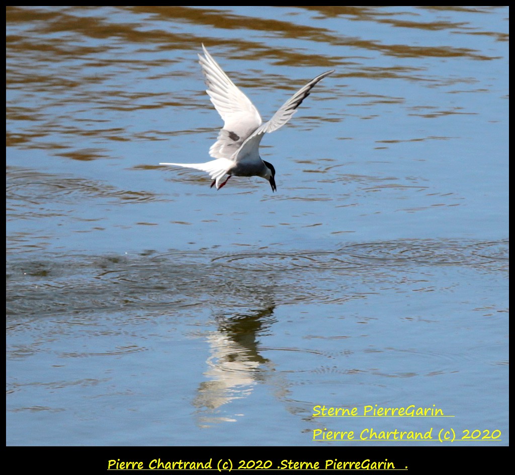 Anjou sur le Lac ,18 Mai 2020 . Sterne22