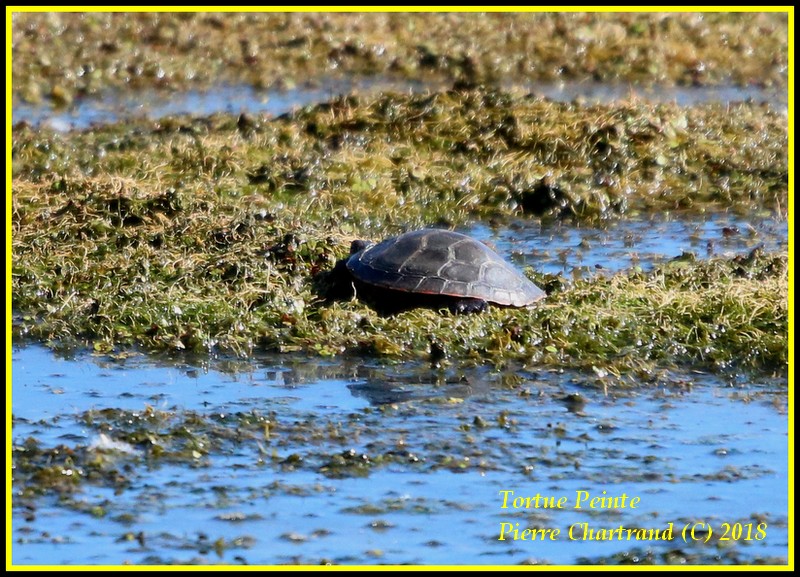 Petite marche a La Frayère Tortue10